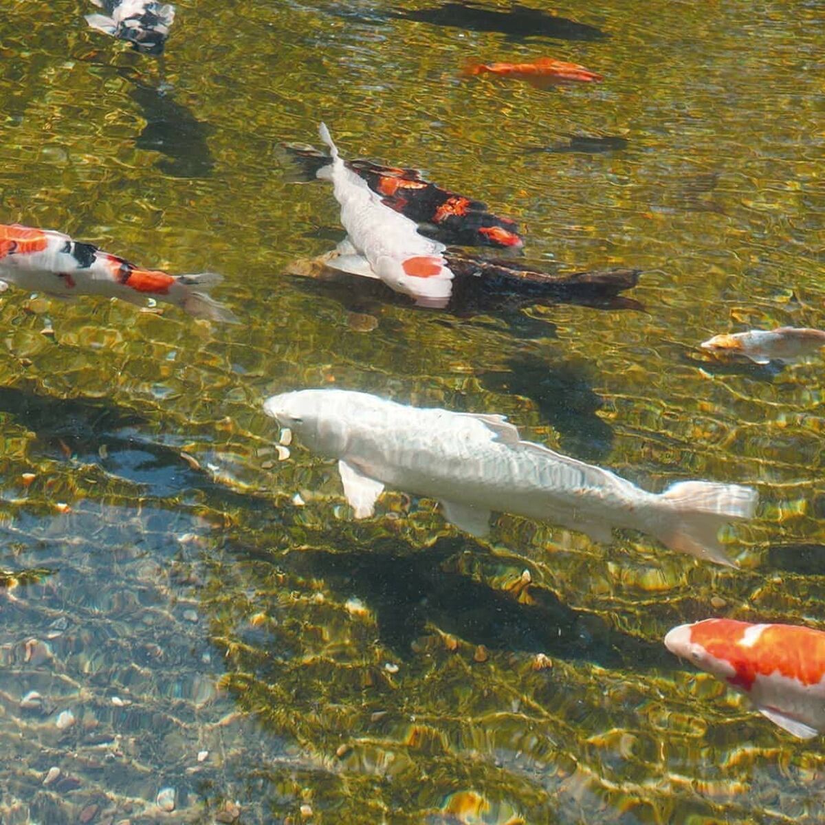 V5H80952D7688CF42E1EBA1CB467CEAC0C8R4095173P4